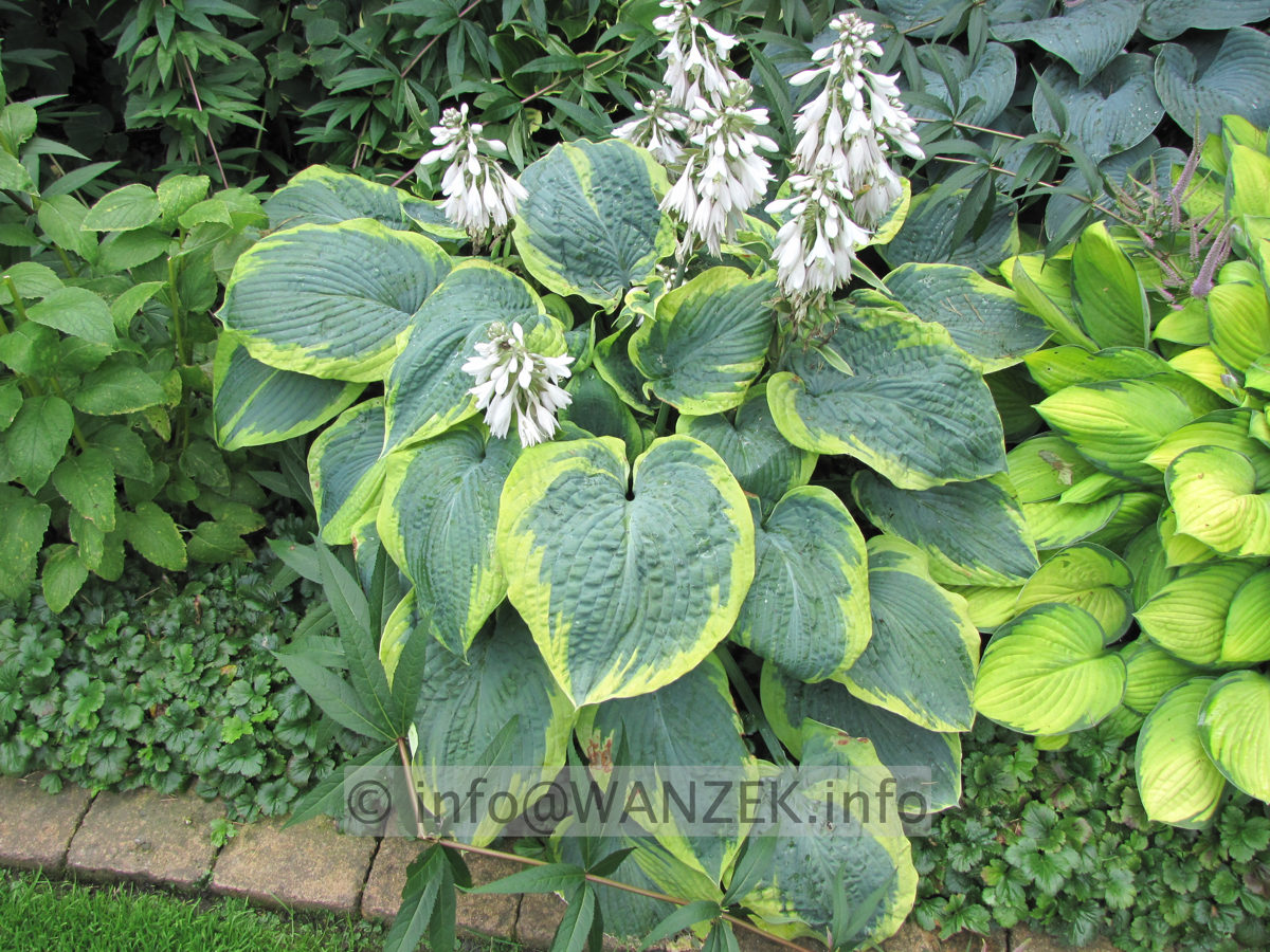 Hosta Hybride Samurai 04.JPG